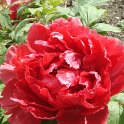 Paeonia suffruticosa 'Hooki' fleur